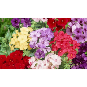 Phlox dolly mix (Phlox Dolly Mix), planta perena, flori multicolor - Img 4
