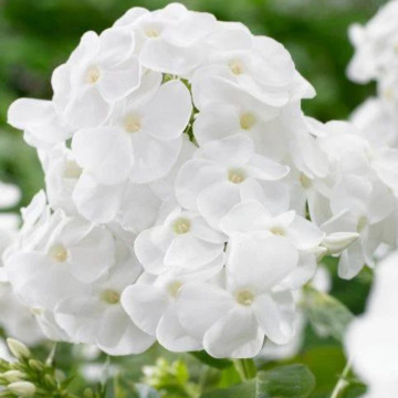 Phlox (p) 'Danielle', planta perena, planta parfumata, flori alb
