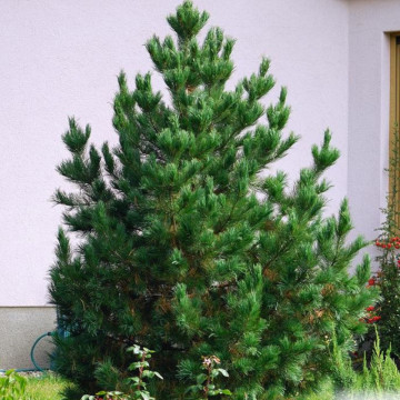 Pin macedonean (Pinus peuce), vesnic verde, conifer ornamental