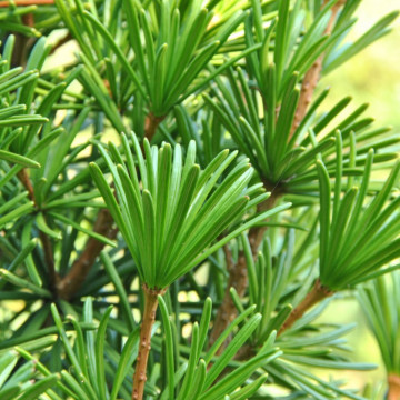 Pin umbrela japonez (Sciadopitys verticillata), vesnic verde, conifer ornamental, gradina japoneza - Img 2