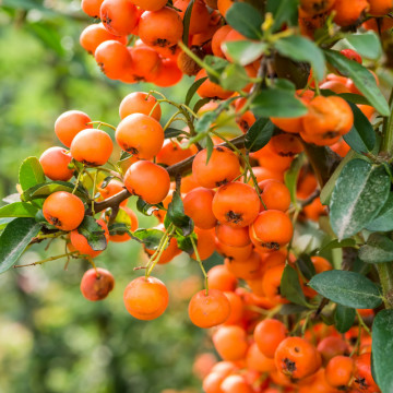Piracanta portocalie (Pyracantha Orange Glow), planta gard viu, vesnic verde
