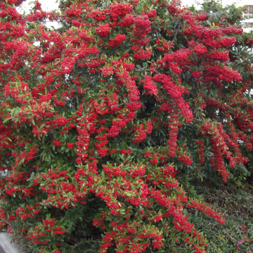 Piracanta roșie (Pyracantha Red Column), planta gard viu, vesnic verde - Img 3