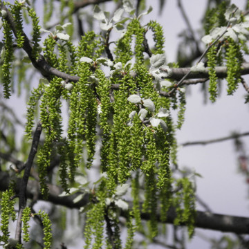 Plop alb (Populus alba), planta gard viu - Img 3