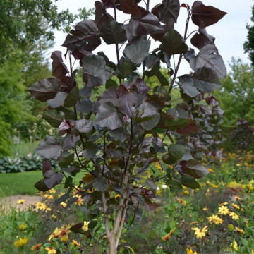 Plop rosu (Populus deltoides Purple Tower), arbust ornamental, frunzis rosu