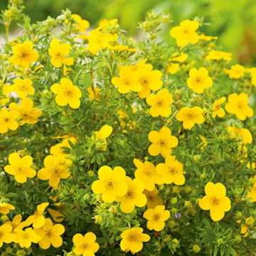 Potentila fr Goldfinger, planta gard viu, arbust ornamental, flori galbene - Img 2