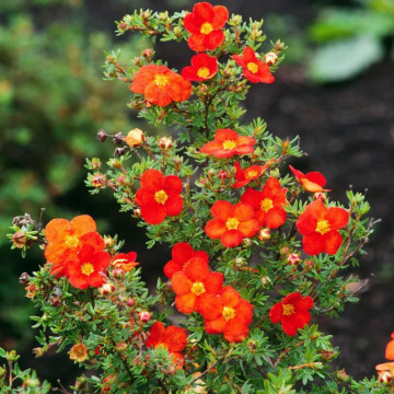 Potentilla Red Ace, arbust ornamental, gradina japoneza, frunzis galben - Img 2