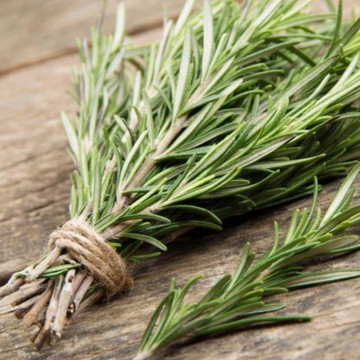 Rozmarin (Rosmarinus officinalis), vesnic verde, planta aromatica, planta medicinala