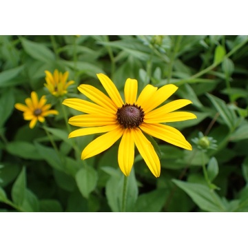 Rudbeckia hirta - ruji