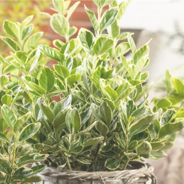Salba bicolora (Euonymus fortunei Variegatus), planta gard viu, vesnic verde - Img 2