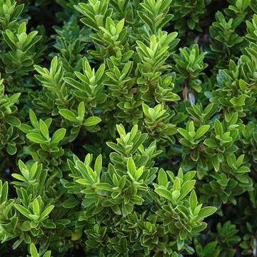 Salba cu frunze mici (Euonymus japonicus microphyllus) ghiveci 2 l - Img 3
