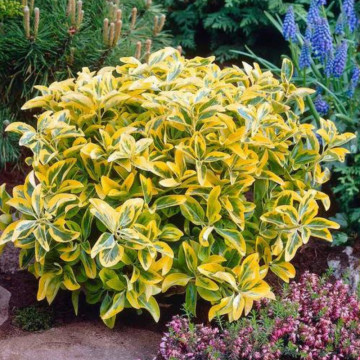Salba galbena (Euonymus aureomarginatus), planta gard viu, vesnic verde, frunzis verde-galben - Img 2