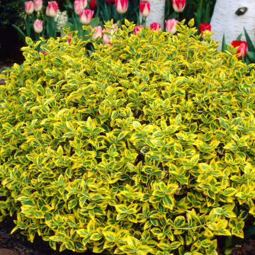 Salba galbena (Euonymus fortunei Emerald Gold), planta gard viu, vesnic verde, frunzis galben, verde - Img 2
