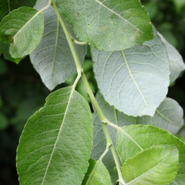 Salcie capreasca (Salix caprea), planta gard viu, arbust ornamental, perdea forestiera - Img 2