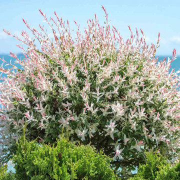Salcie japoneza (Salix integra Hakuro Nishiki), arbust ornamental, gradina japoneza, frunzis multicolor