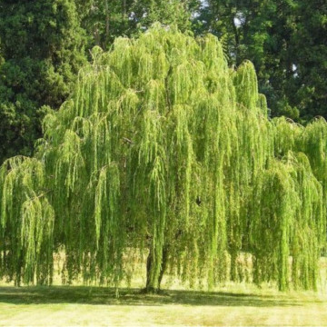 Salcie pletoasă (Salix babylonica), arbore ornamental - Img 3