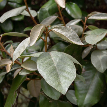 Salcioara vesnic verde (Elaeagnus ebbingei), planta gard viu, planta melifera
