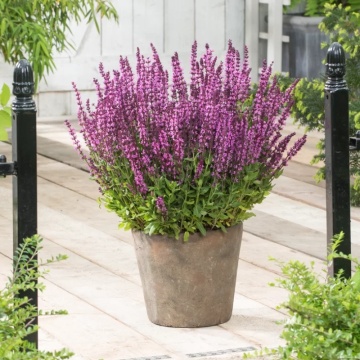 Salvia roz (Salvia Nemorosa Synchro Pink), planta perena, planta aromatica, planta medicinala