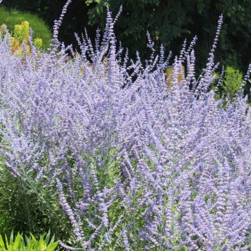 Salvie Ruseasca (Perovskia Atripl. Little Spire)