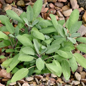 Salvie (Salvia officinalis Grower s friend)