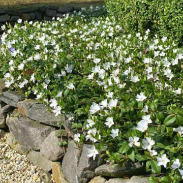 Saschiu (Vinca minor Alba) - Img 2