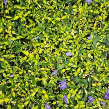 Saschiu (Vinca minor Illumination) - Img 2