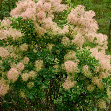 Scumpie (Cotinus coggygria), arbust ornamental, flori roz - Img 2