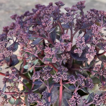 Sedum (Sedum telephium Seduction Rose Soiree) ghiveci 2 l