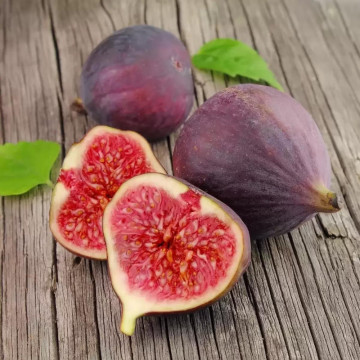 Smochin (Ficus carica Brown turkey), arbust fructifer