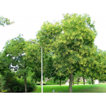 Sofora, salcam japonez (Sophora japonica)