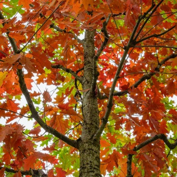 Stejar rosu (Quercus rubra) 60-90 cm - Img 2