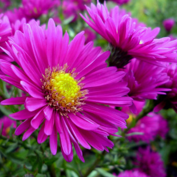 Stelute de toamna (Aster jenny) ghiveci 2 l, planta perena, planta melifera, flori roz - Img 2