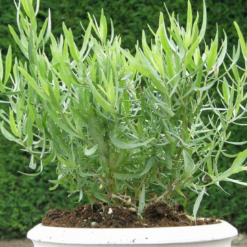 Tarhon frantuzesc (Artemisia dracunculus French Dragon), planta perena, planta aromatica, planta medicinala - Img 3