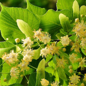 Tei pucios (Tilia cordata), arbore ornamental, planta melifera, planta aromatica - Img 2