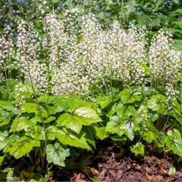 Tiarela (Tiarella wherryi white), planta perena, flori alb