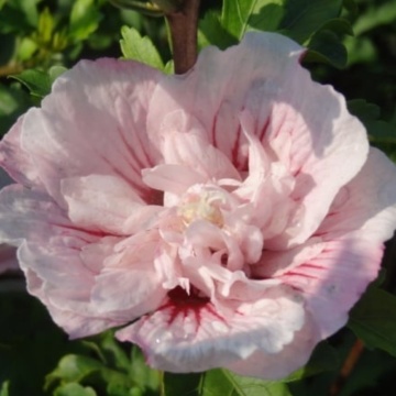 Trandafir chinezesc roz (Hibiscus moscheutos), planta gard viu, arbust ornamental, flori roz