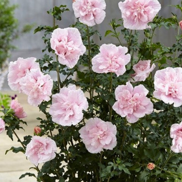 Trandafir chinezesc roz (Hibiscus syriacus Pink Chiffon), planta gard viu, arbust ornamental, flori roz - Img 2