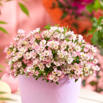Trandafir pitic (Rosa Cutie Pie), arbust ornamental, planta parfumata, flori rosu