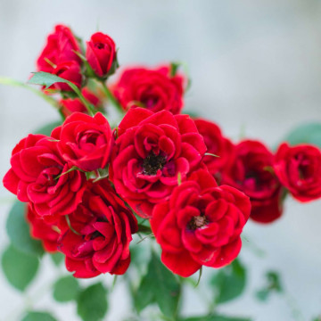 Trandafir pitic rosu (Rosa Rote the Fairy) 10 cm, arbust ornamental, planta parfumata, flori rosu