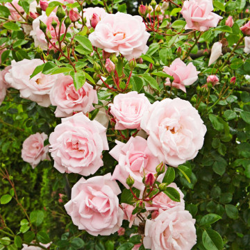 Trandafir pitic roz (Rosa The Fairy) ghiveci 2 l, planta ornamentala, planta parfumata, flori roz