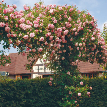 Trandafir (Rosa Paul Noel), arbust ornamental, planta parfumata, flori roz - Img 2