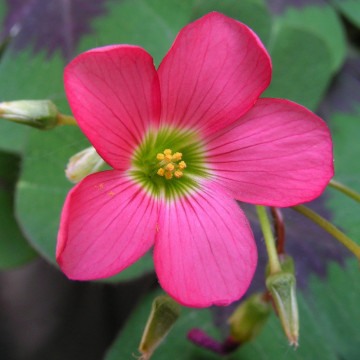 Trifoi norocos (Oxalis Iron Cross), planta perena - Img 3
