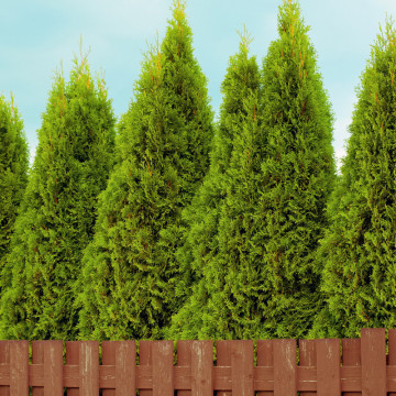 Tuia brabant (Thuja occ. Brabant) 40-50 cm, planta gard viu, vesnic verde - Img 2