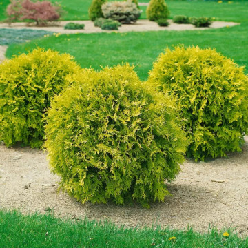 Tuia glob galbena (Thuja occ. Golden Globe) 30-40 cm, vesnic verde, conifer ornamental - Img 4