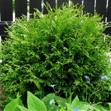 Tuia glob (Thuja occidentalis Little Giant), vesnic verde, conifer ornamental - Img 3