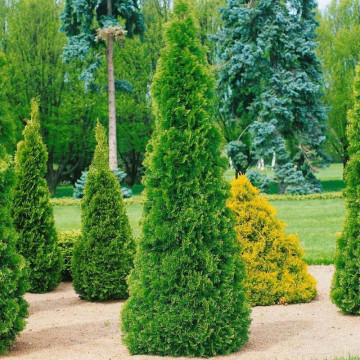 Tuia smarald (Thuja occ. Smaragd) 30-50 cm, planta gard viu, vesnic verde - Img 1