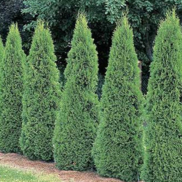 Tuia smarald (Thuja occ. Smaragd) 60-80 cm, planta gard viu, vesnic verde - Img 3