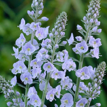 Veronica gentianoides, planta perena, flori alb
