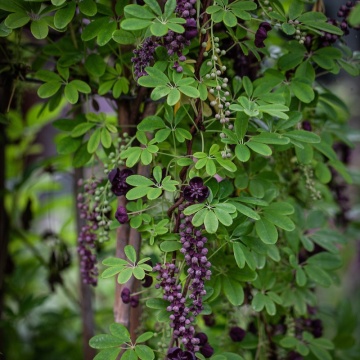 Vita de ciocolata (Akebia quinata), planta cataratoare, flori mov - Img 3