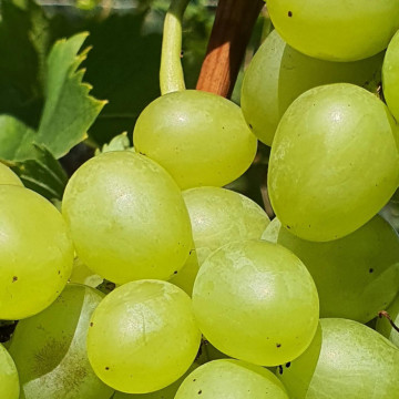 Vita de vie alba de masa (Vitis Iza Zaliwska), planta fructifera, planta melifera