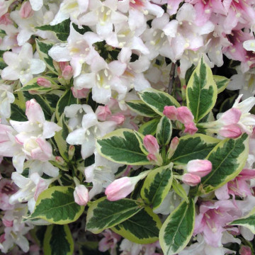 Weigela variegata (Weigela florida Nana Variegata), planta ornamentala, flori roz - Img 2
